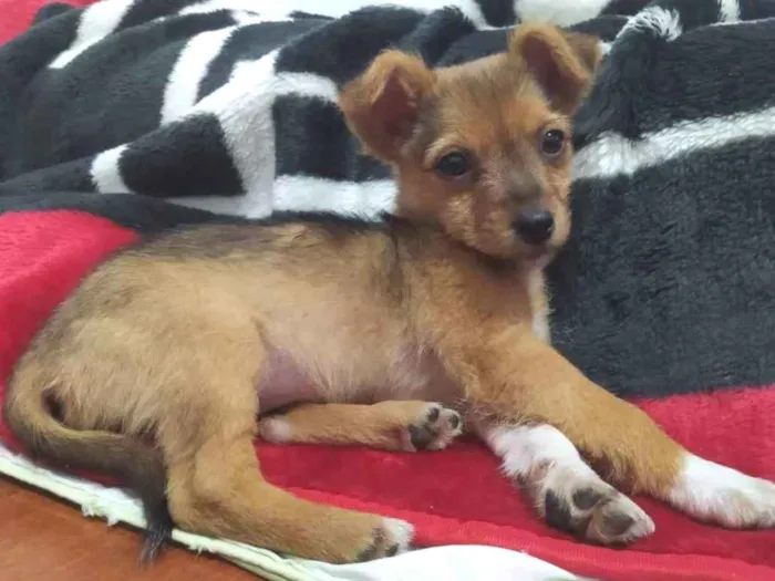 Cachorro ra a sem raça definida idade 2 a 6 meses nome Pequenina