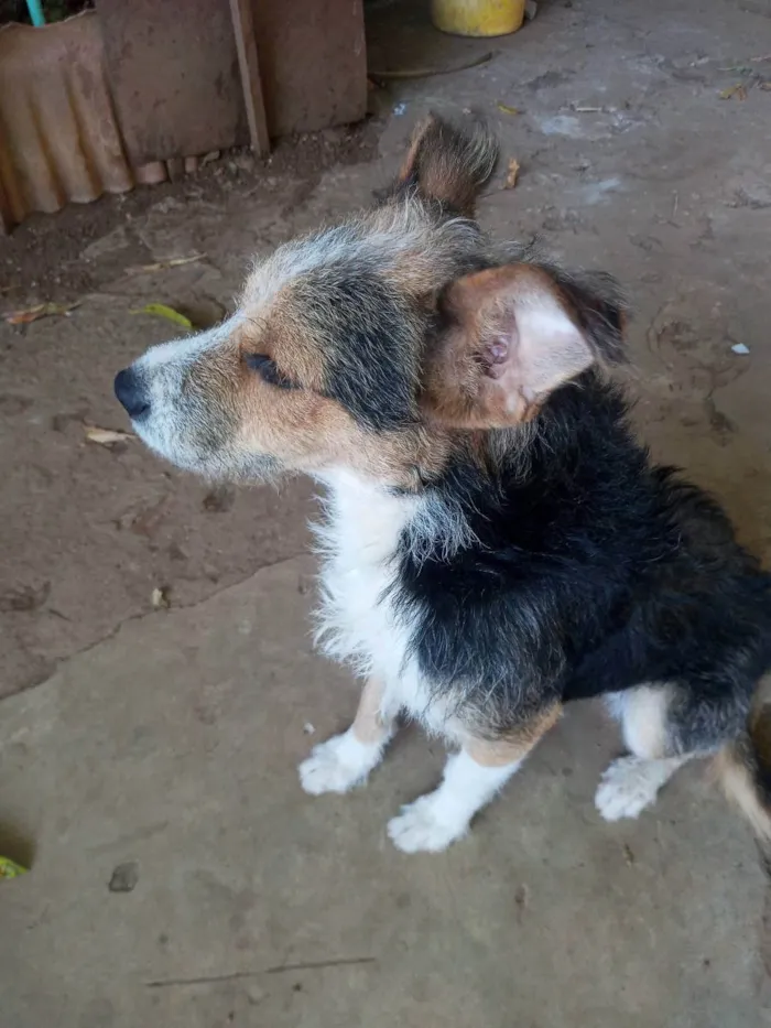 Cachorro ra a Indefinida idade 7 a 11 meses nome Bob