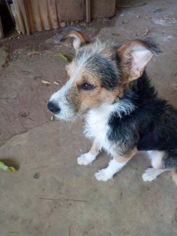 Cachorro ra a Indefinida idade 7 a 11 meses nome Bob