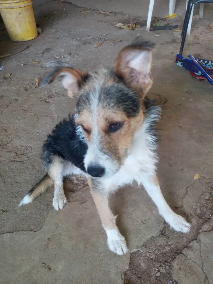 Cachorro ra a Indefinida idade 7 a 11 meses nome Bob