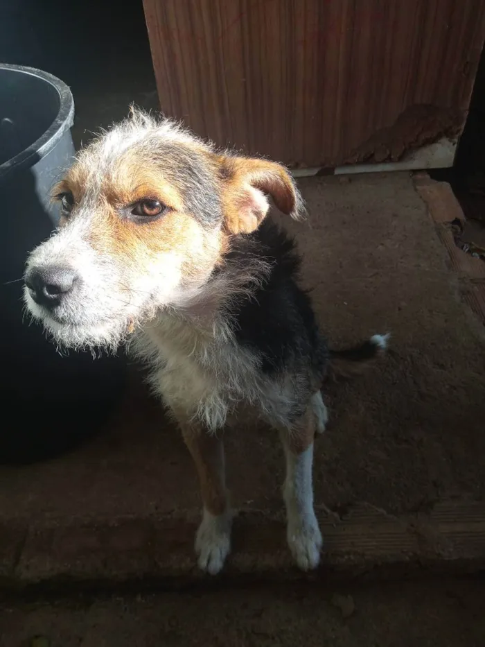 Cachorro ra a Indefinida idade 7 a 11 meses nome Bob