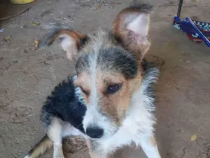 Cachorro raça Indefinida idade 7 a 11 meses nome Bob