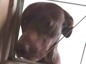 Cachorro raça Viralata idade 1 ano nome Tony