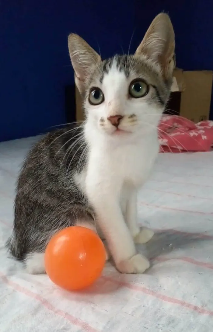 Gato ra a srd tricolor idade Abaixo de 2 meses nome = MARTIN =