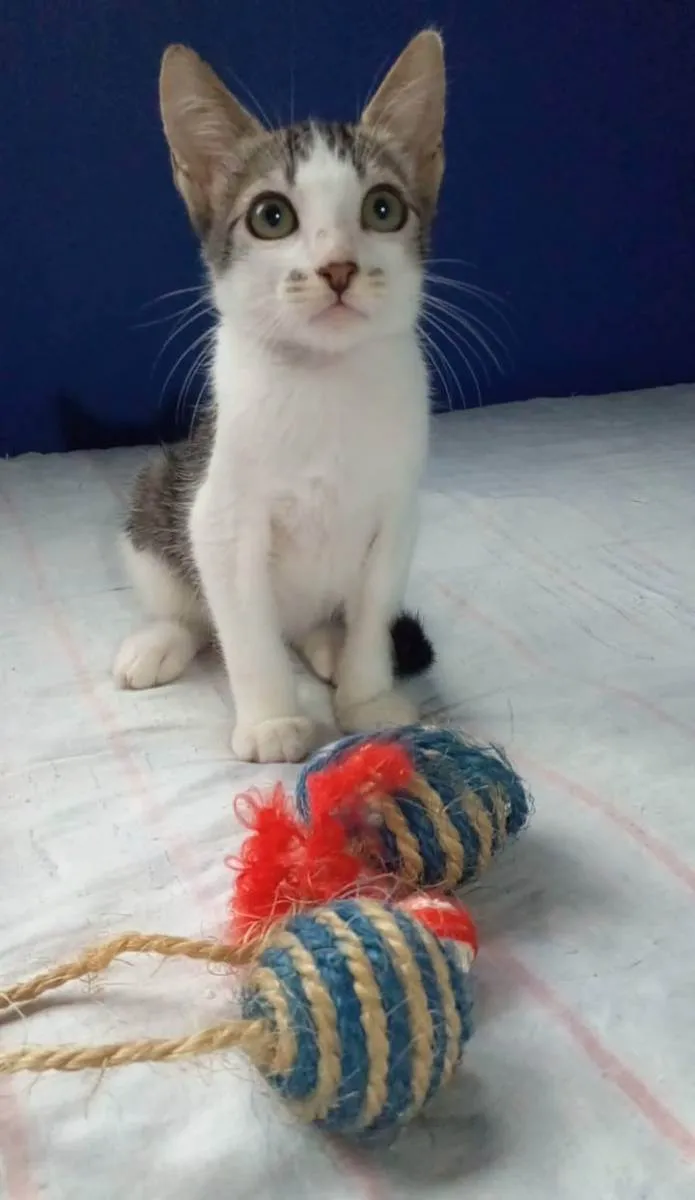 Gato ra a srd tricolor idade Abaixo de 2 meses nome = MARTIN =
