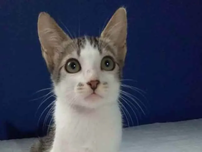 Gato ra a srd tricolor idade Abaixo de 2 meses nome = MARTIN =