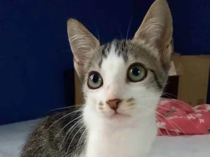 Gato ra a srd tricolor idade Abaixo de 2 meses nome = MARTIN =