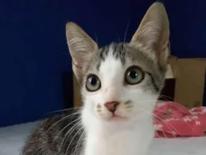 Gato raça srd tricolor idade Abaixo de 2 meses nome = MARTIN =