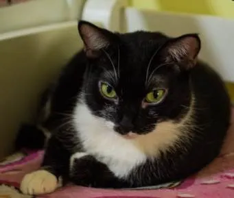 Gato ra a Sem raça definida idade 3 anos nome Jana