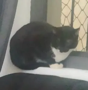 Gato ra a Sem raça definida idade 3 anos nome Jana