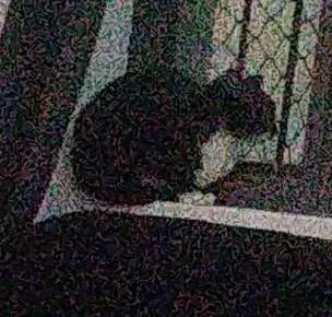 Gato ra a Sem raça definida idade 3 anos nome Jana