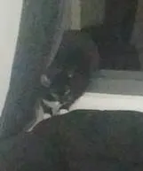 Gato ra a Sem raça definida idade 3 anos nome Jana