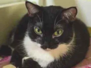 Gato raça Sem raça definida idade 3 anos nome Jana