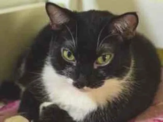 Gato ra a Sem raça definida idade 3 anos nome Jana