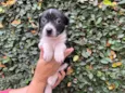 Cachorro raça SRD idade Abaixo de 2 meses nome Sem Nome