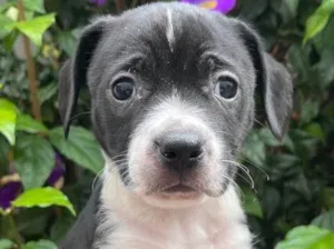 Cachorro raça SRD idade Abaixo de 2 meses nome Sem Nome