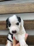 Cachorro raça SRD  idade Abaixo de 2 meses nome Sem Nome
