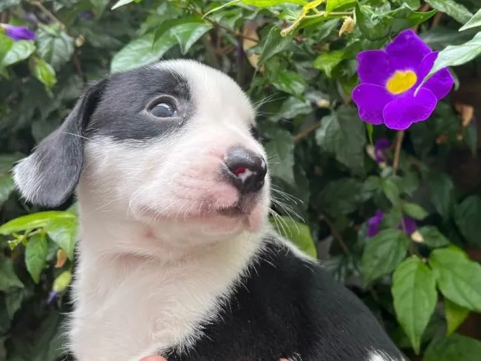 Cachorro raça SRD  idade Abaixo de 2 meses nome Sem Nome