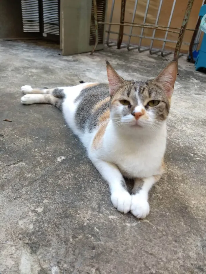 Gato ra a Srd idade 1 ano nome Magali