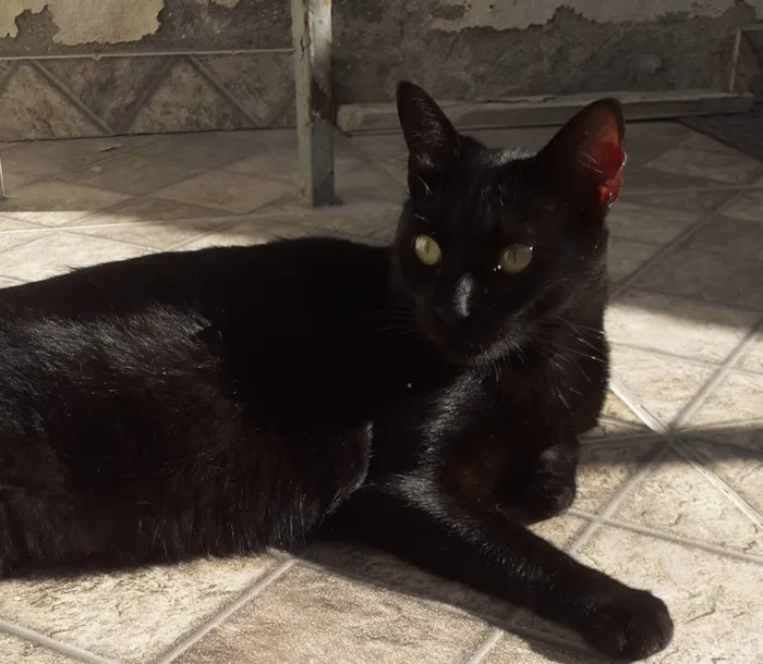 Gato ra a Sem raça  idade 1 ano nome Pretinha