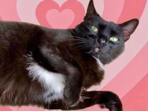 Gato raça Srd  idade 1 ano nome Luna 