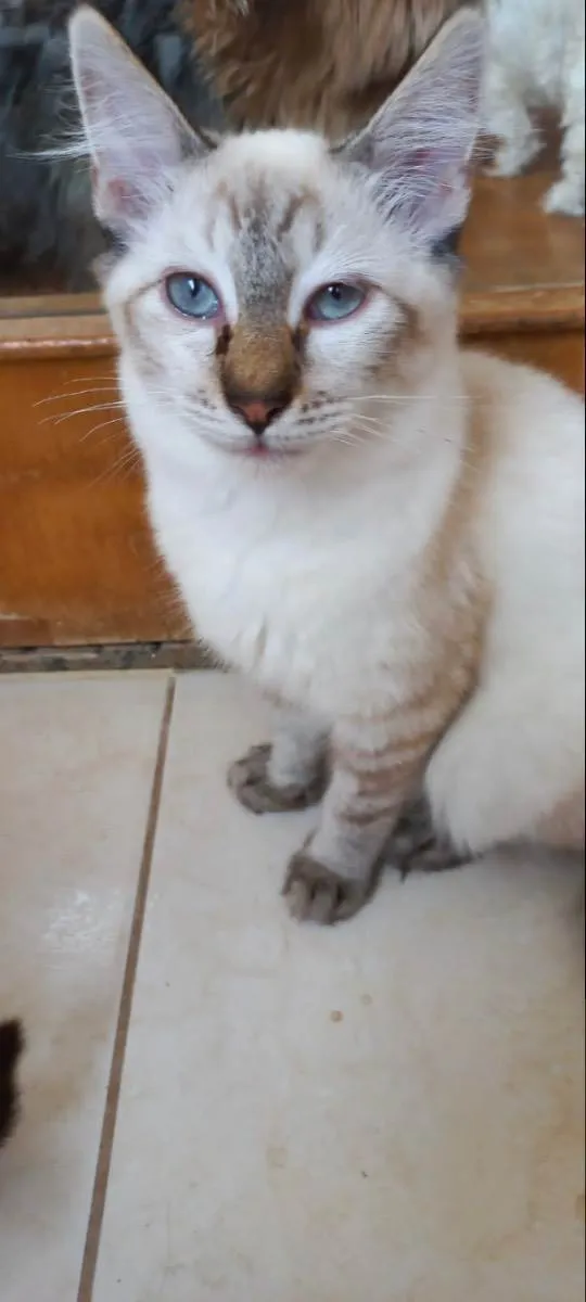 Gato raça Srd idade 2 a 6 meses nome Misha bb4meses 