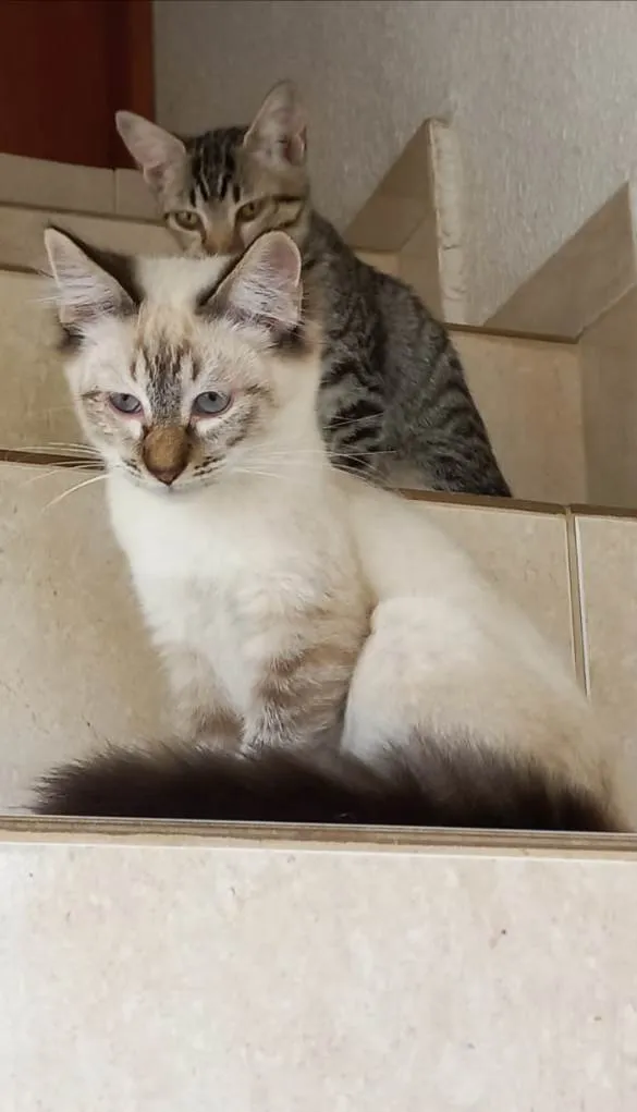 Gato raça Srd idade 2 a 6 meses nome Misha bb4meses 