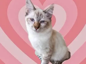 Gato raça Srd idade 2 a 6 meses nome Misha bb4meses 