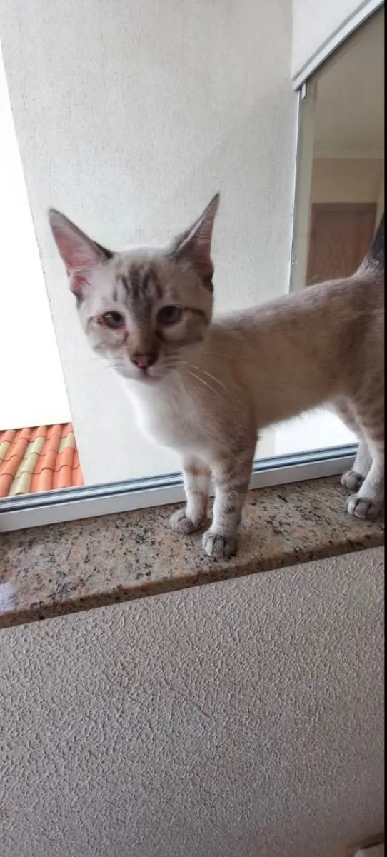 Gato raça Srd  idade 2 a 6 meses nome Pipoca bebê 4 meses 