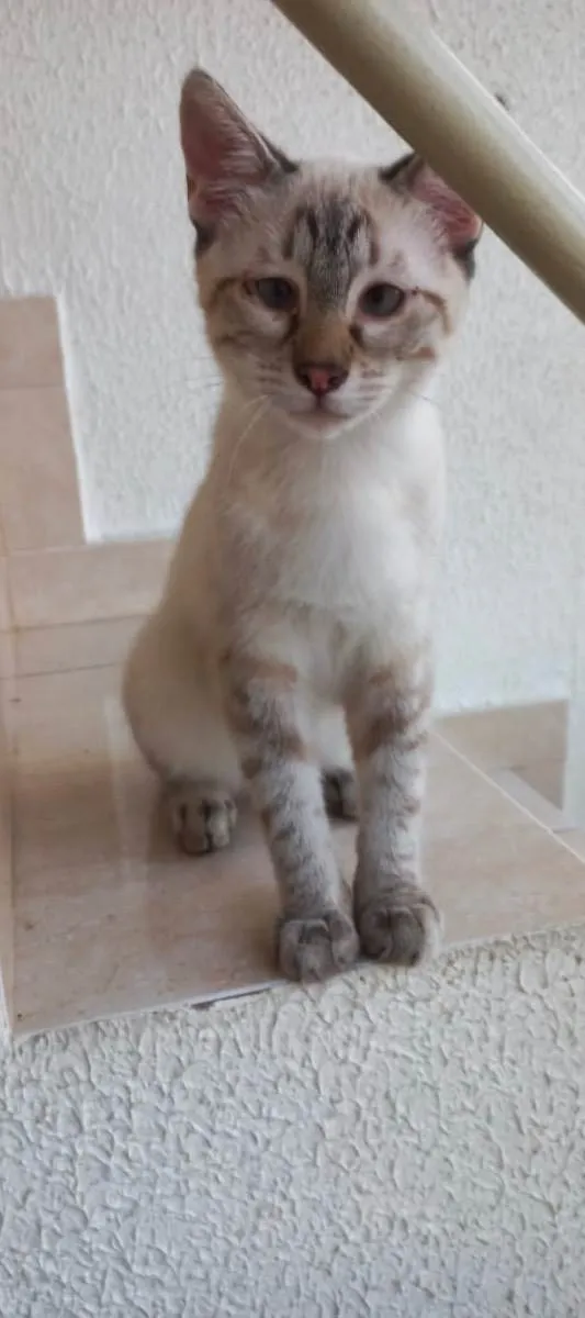 Gato raça Srd  idade 2 a 6 meses nome Pipoca bebê 4 meses 