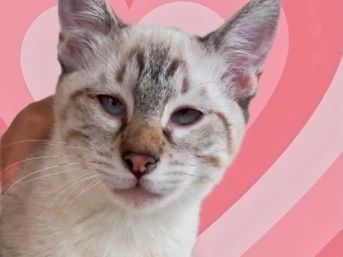 Gato raça Srd  idade 2 a 6 meses nome Pipoca bebê 4 meses 
