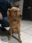 Caramelo