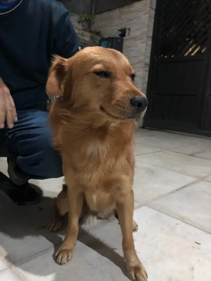 Cachorro ra a Vira-lata idade 2 anos nome Caramelo