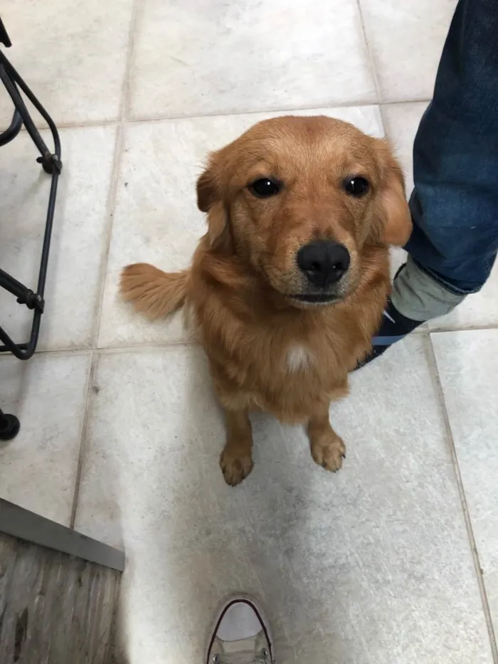 Cachorro ra a Vira-lata idade 2 anos nome Caramelo