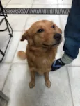 Caramelo