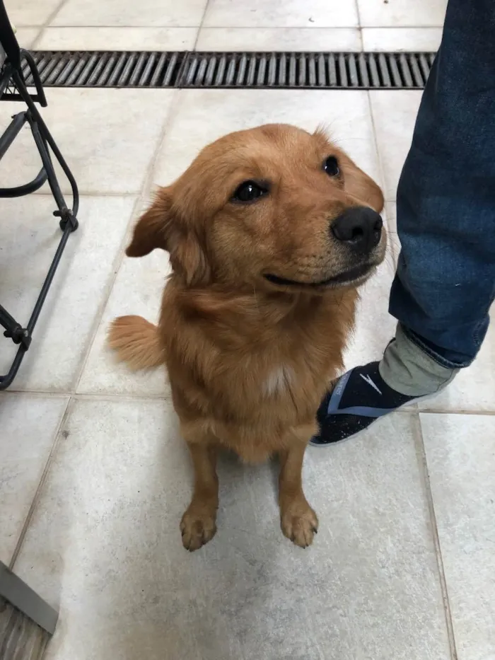 Cachorro ra a Vira-lata idade 2 anos nome Caramelo