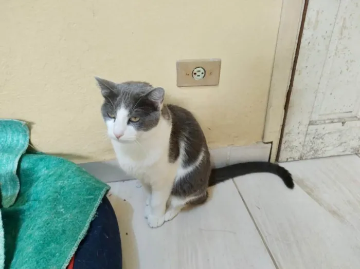 Gato raça Srd idade 1 ano nome Fred lindo bonzinho 