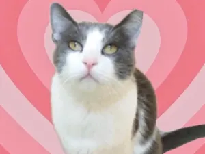 Gato raça Srd idade 1 ano nome Fred lindo bonzinho 