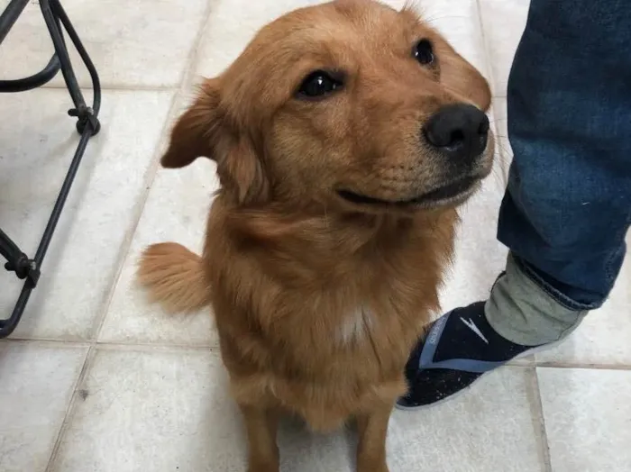 Cachorro ra a Vira-lata idade 2 anos nome Caramelo