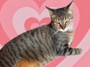 Gato raça Srd idade 1 ano nome Stella tigrada linda