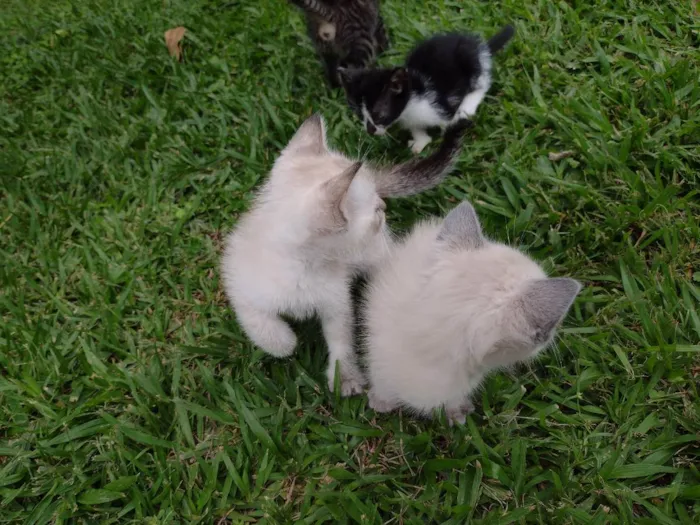 Gato ra a Vira lata idade Abaixo de 2 meses nome Branquinho