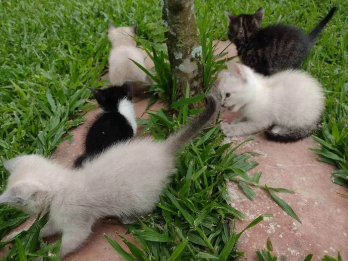 Gato ra a Vira lata idade Abaixo de 2 meses nome Branquinho