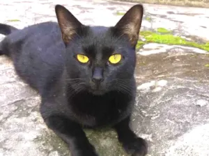 Gato raça Srd  idade 1 ano nome Rebeca 