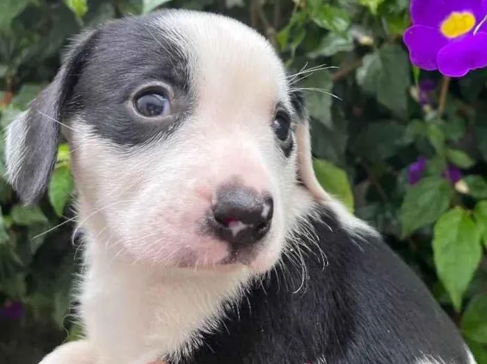 Cachorro raça SRD  idade Abaixo de 2 meses nome Sem Nome