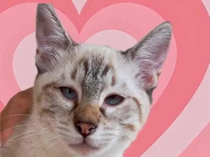 Gato raça Srd  idade 2 a 6 meses nome Pipoca bebê 4 meses 