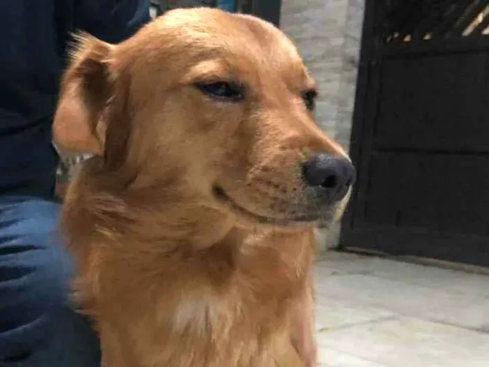 Cachorro ra a Vira-lata idade 2 anos nome Caramelo