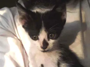 Gato raça SRD idade Abaixo de 2 meses nome Huguinho 