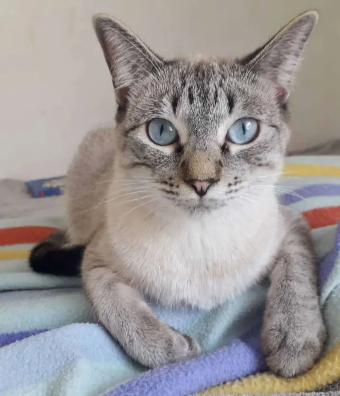 Gato raça SRD idade 1 ano nome GUGA