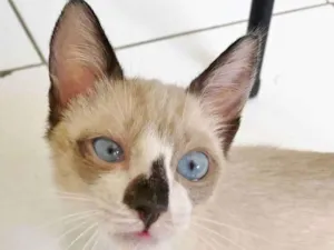 Gato raça SRD idade 2 a 6 meses nome MERLIM