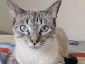 Gato raça SRD idade 1 ano nome GUGA